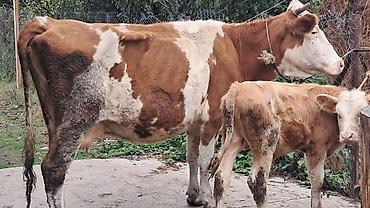 boğazdı: Üçüncü qarına erkək balası yanında satılır qarnı boğazdı — 2