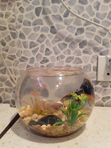 Akvariumlar: Şüşə akvarium dəsti - Dairəvi, şəffaf şüşə akvarium (balaca ölçülü — 7