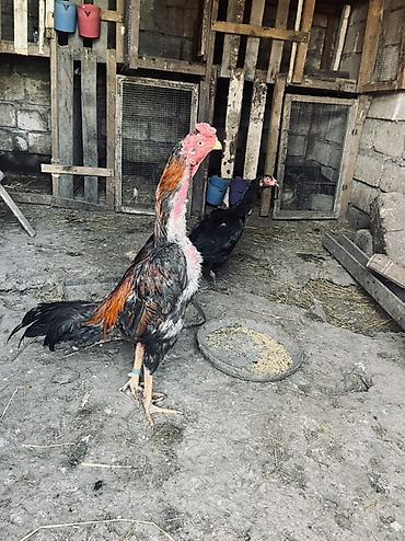 tap az goyercin satisi: Təmiz qan heyvanların mayalı yumurtaları satılır. Xoruz təmiz qan — 3