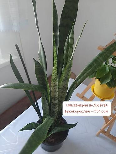 кок алма: Комнатные растения в горшках: - Сансевиерия полосатая, высокорослая — — 1
