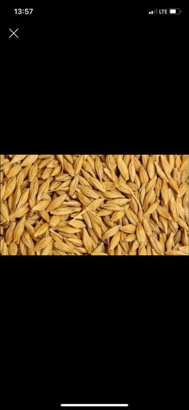 малина кг цена бишкек: Уруктар: Арпа