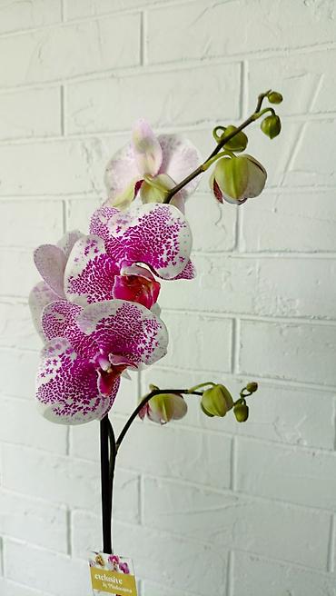 Орхидеи: Большой выбор сортовых орхидей, высота растений 70 см. цены от 1450 до — 6