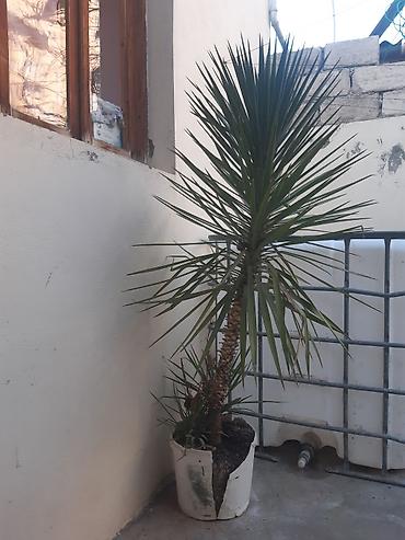 palma aqaci: Drasena (Yucca tipli) dekorativ otaq/eyvan bitkisi - Növ: Kəsici — 1