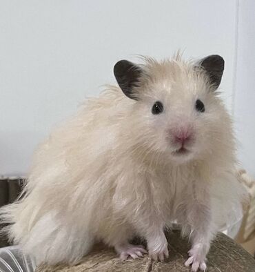 Хомяки: Продаются хомячки джунгарские, сирийские, ангорские пушистые хомячки — 16