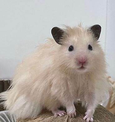 Хомяки: Продаются хомячки ручные. В нашем питомнике грызунов вы можете — 13