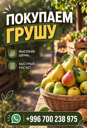 цветы бишкек комнатные: Груши Оптом — 1
