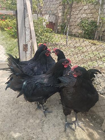 qara qurd: Toyuq, Australorp, Damazlıq, Ünvandan götürmə — 2