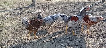 Toyuqlar: Toyuq, Damazlıq — 6