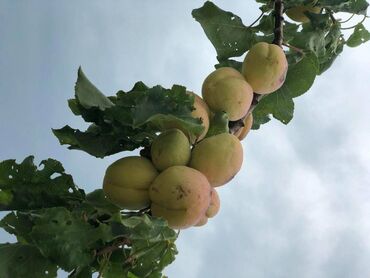 Həyət evləri və villaların satışı: Nardaran qəs. 7 otaqlı, 400 kv. m, Kredit yoxdur, Yeni təmirli -da lalafo.az — 14 Həyət evləri və villaların satışı: Nardaran qəs. 7 otaqlı, 400 kv. m, Kredit yoxdur, Yeni təmirli — 14