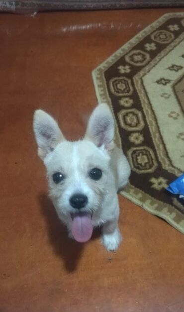 dişi: Çixuahua, 5 ay, Dişi
