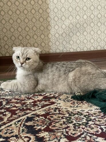 сколько стоят шотландские вислоухие кошки: Скотиш Фолд (Шотландиялык шалпаң кулак), 8 айлык, Эркек, Күмүш өңдүү шиншилла