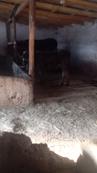 гидропонный корм: Продаю | Тёлка | Швицкая | На откорм | Привязанные