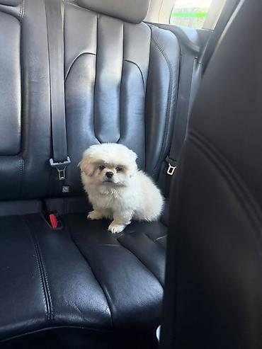 boxer it: Pekines, Peyvəndli — 2