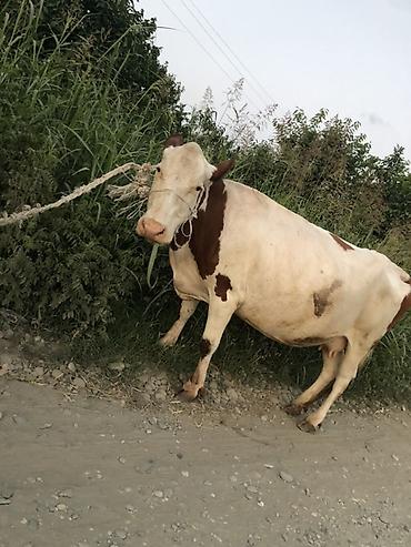sud veren inek satilir: Dişi, il: 5, 2000 kq, Südlük, Ünvandan götürmə — 1