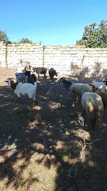Keçilər, çəpişlər: Salam 27 baş heyvan 2 dişi toğlu 1 qoç 11 baş ana keçi 12 baş dişi — 7