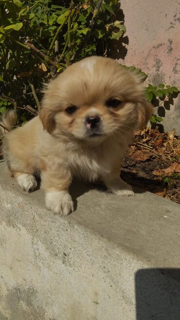 İtlər: Pekines, 2 ay, Dişi, Ünvandan götürmə, Ödənişli çatdırılma