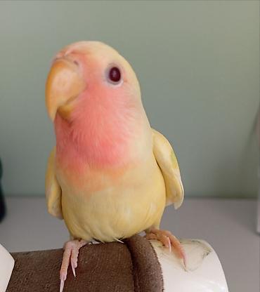 Tutuquşları: Sarı rəng nerazlucnik (lovebird) satılır.Dişidir.2 ay yarımlıqdır. Ələ — 1