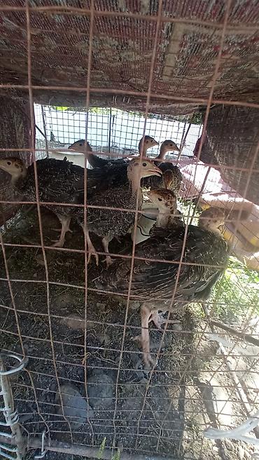 hinduşka qiyməti: Super Sağlam gümrah aktiv cins 🦃 Hinduşka cücələri.Cucələr 2 ay 10 — 4