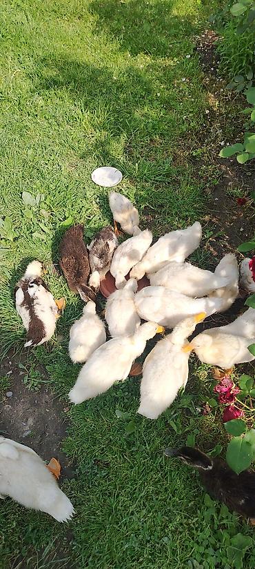 ordək balası və cucə: 4 ana 21 böyük bala 14 balaca analar yumurtlayir Pekin ördəkləri — 1
