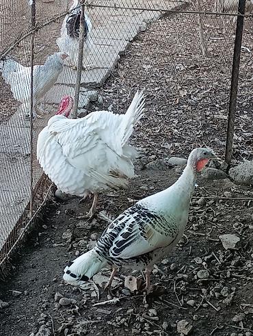 Индюки: Продаю | Индюшка (самка), Индюк (самец) | Полукровка | На забой, Для разведения | Племенные — 6