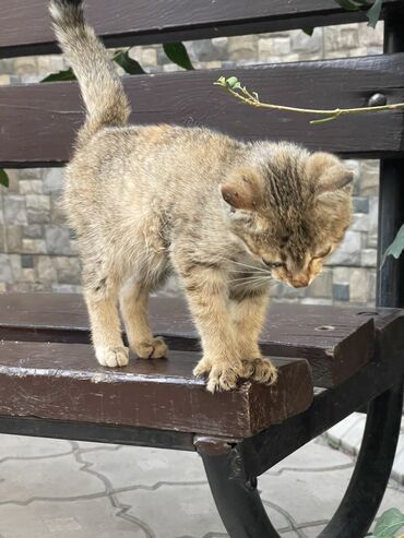 семена мака: Котенок нуждается в доброй, любящей семье🙏