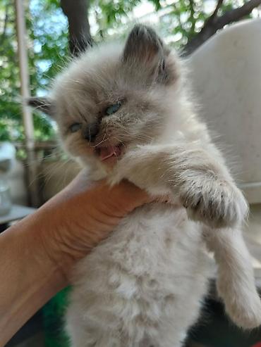 Кошки: Skotuş qıvrıqqulaq balaları - Cins: Scottish Fold (qıvrıq qulaqlı) - — 10
