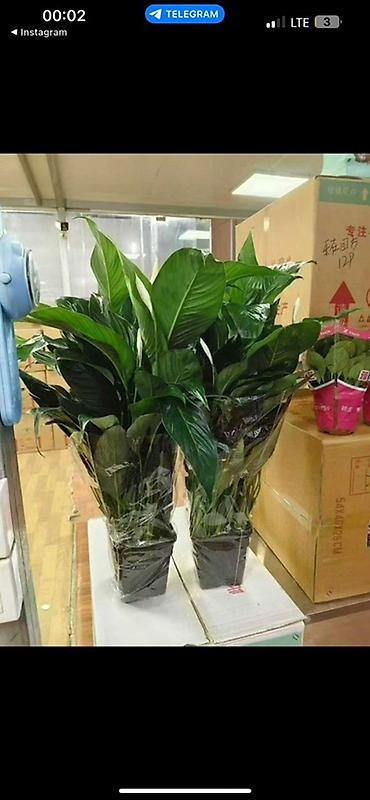 Аглаонемы: Аглаонема (Aglaonema) с вариегатной листвой — крупные — 10