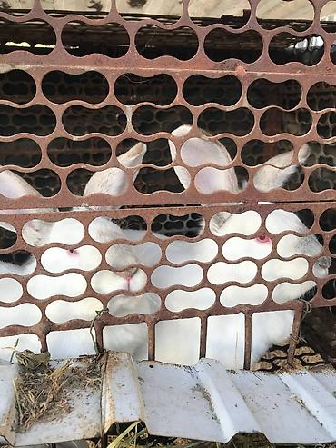 Кролики: Продаю | Кролик самец | Белый великан | Для разведения | Племенные — 1