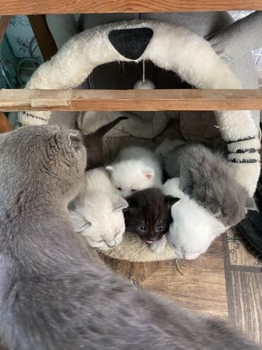 продам котят шотландских: Скотиш Фолд (Шотландиялык шалпаң кулак), 1 айлык, Ургаачы, Биколор