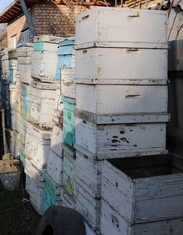 Товары и оборудование для с/х животных: Ульи около 45 комплектов. Рутовская система, корпусные, пригодны для — 9