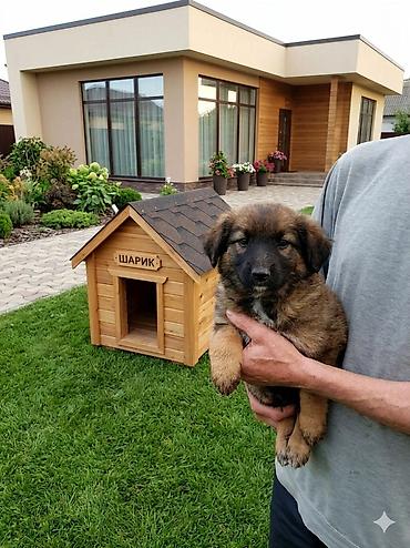 Продажа собак: 2 месяца, Самка — 7