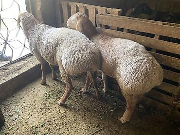 Продам с/х животных: Продаю | Баран (самец) | Полукровка, Арашан | На забой, Для разведения | Племенные, Осеменитель — 4