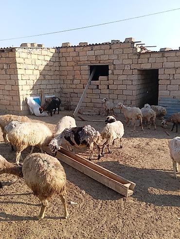 quzu qiyməti: Dişi, il: 3, 60 kq, Damazlıq — 1