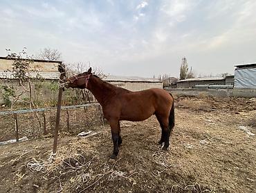 Другие животные: 4 асый . Рост 165 Казан улак жана жер улак бар. Ортонун аты Буттары — 4