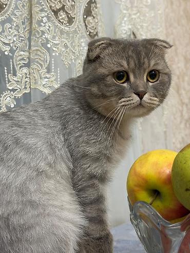 Кошки: Шотландская вислоухая, Самец, В добрые руки — 1