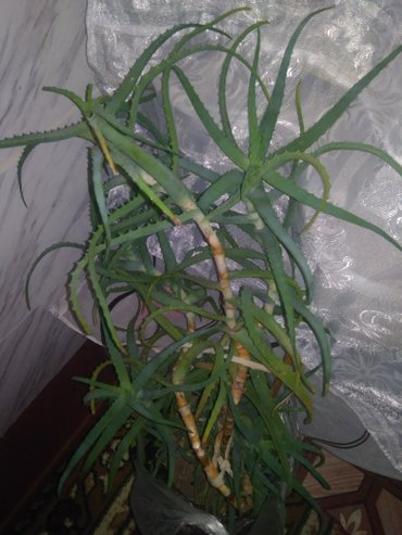 алоэ растение: Продаю алою 4 года
