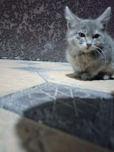 возьму щенка в добрые руки бесплатно: Котёнок серого окраса - Порода: домашняя короткошёрстная (отдаем в — 3