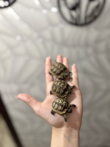 Digər heyvanlar: Mini quru balaca tısbağalar - Sakit, səs‑küyə dözümlü və asan qulluq -da lalafo.az — 2 Digər heyvanlar: Mini quru balaca tısbağalar - Sakit, səs‑küyə dözümlü və asan qulluq — 2