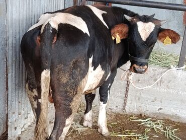 продаю музоо торпок корова самка бык самец айрширская ангус алатауская на забой для разведения на откорм племенные нетель привязанные: Сатам | Бука (эркек) | Алатоолук | Бордоп семиртүү үчүн, Союуга | Асыл тукумдуу, Жасалма уруктандырылган