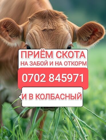 продаю фарель: Куплю | Коровы, быки, Лошади, кони, Другие с/х животные | Круглосуточно, Любое состояние, Забитый