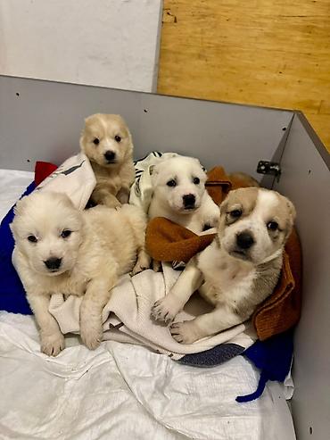 Продажа собак: Щенки, помет из нескольких малышей. Возраст по фото — совсем юные — 1