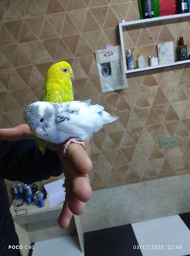 papag sekili: Cutu 40 azn Məhsul: Dalmatin/Agapornis (lovebird) tutuquşuları — 3