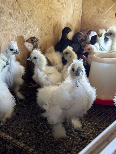 куплю курей домашних: 🐣Продаю декоративные карликовые породы кур и петухов! Отличные
