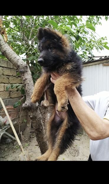 İtlər: Alman çoban iti, 3 ay, Erkek, Peyvəndli — 8