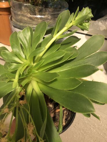 Otaq bitkiləri: Otaq bitkileri — 14