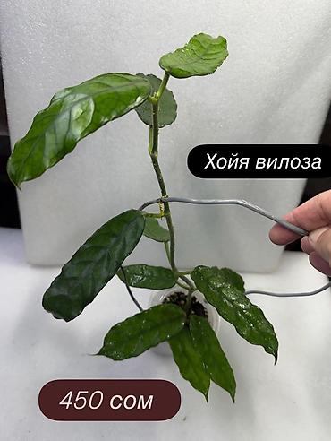 Хойи: Хойя (Hoya) Nui от 200 сом( Хойя балаэнсис сплеш-300 Хойя — 18