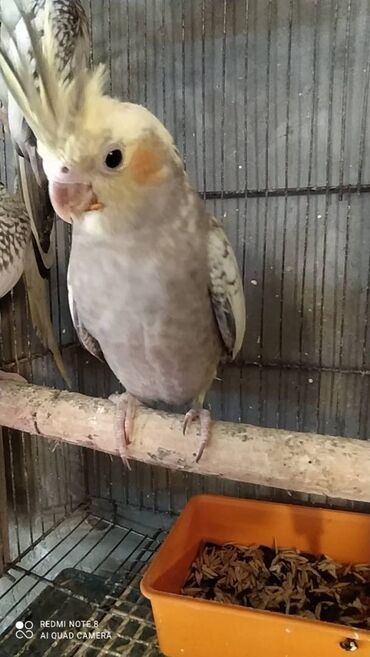 Tutuquşları: Diqqet quslarin altinin ve yerinin temizliyine fikir verin — 7