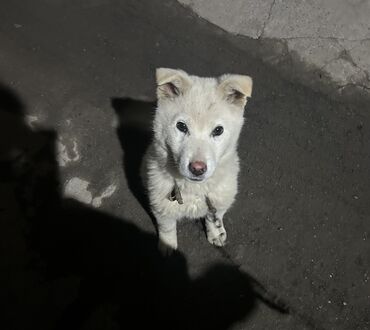 сибирская хаска цена: Продаю собаку Хаски
5-6 мес