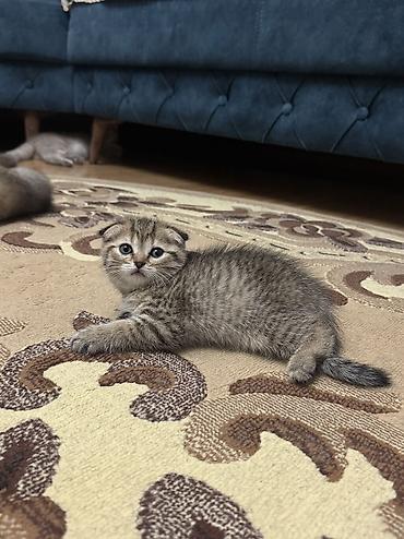 pişik erkek: Şinşilla, Dişi, Erkək, Yaxşı əllərə, Ünvandan götürmə — 8