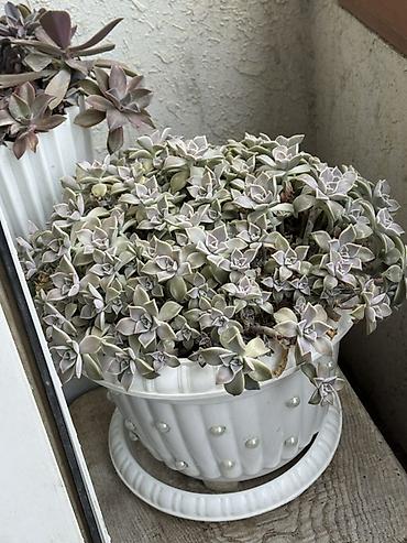 torf satilir: Bitki satışı – Sansevieria (Qaynanadili), sukkulentlər və kaktuslar — 4